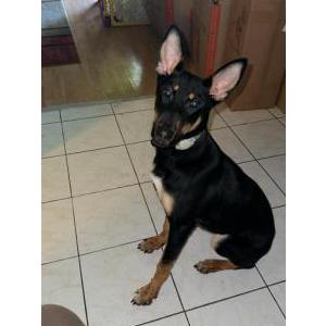 Lost Dog Snickers
