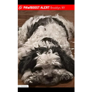 Lost Dog TUCKIN