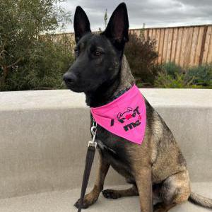 Lost Dog Aries