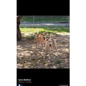 Lost Dog Angela
