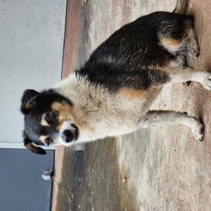 Image of Unknown, Found Dog
