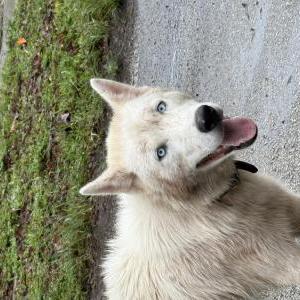 Image of Unknown, Found Dog