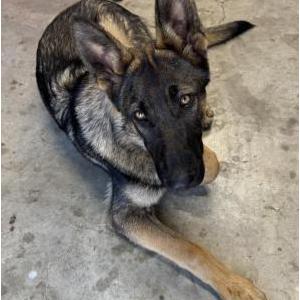 Found Dog unknown