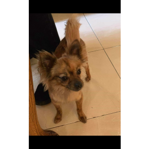 Lost Dog Sol