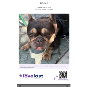 Image of Choco, Lost Dog