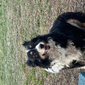 Lost Dog Savannah
