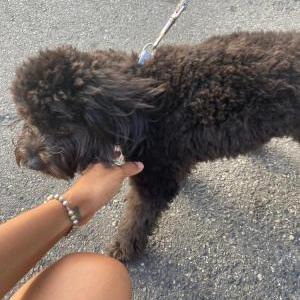 Image of Oreo, Lost Dog