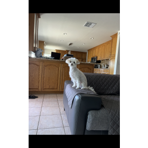 Image of Lulu, Lost Dog