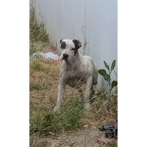 Image of Unknown, Found Dog