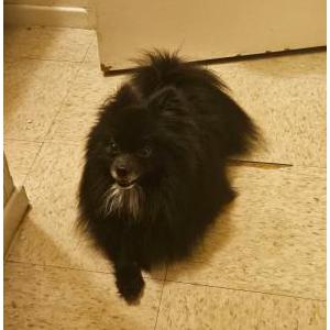 Image of Mosho, Lost Dog