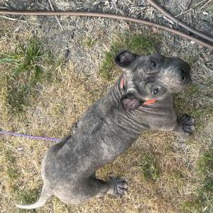 Found Dog Unknown