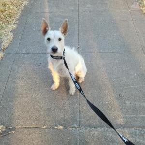 Found Dog unknown