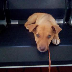 Image of Leia, Lost Dog