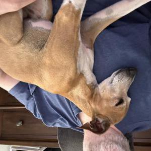 Image of Unknown, Found Dog