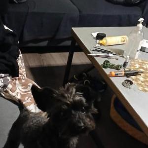 Image of buckwheat, Lost Dog