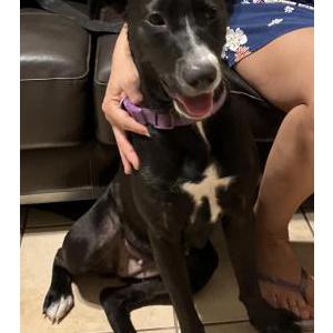 Image of unknown, Found Dog