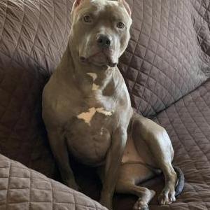 Image of N, Lost Dog