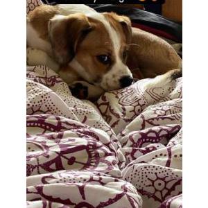 Image of Prince, Lost Dog