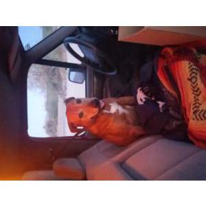 Image of Hanuman, Lost Dog