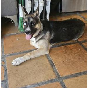 Image of Unknown, Found Dog