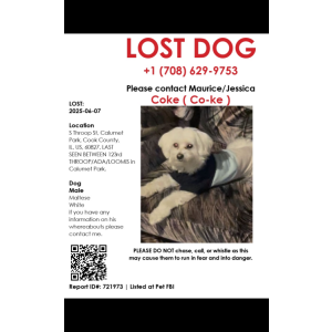 Image of Coke, Lost Dog