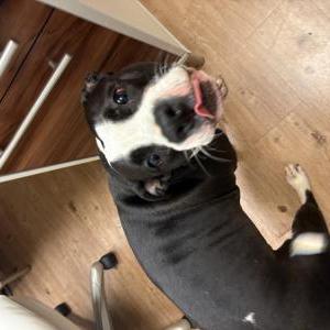 Image of Unknown, Found Dog