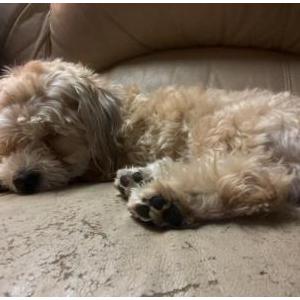 Image of chewbacca, Lost Dog