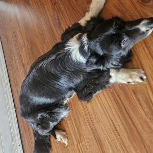 Found Dog unknown