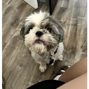 Image of Layup, Lost Dog