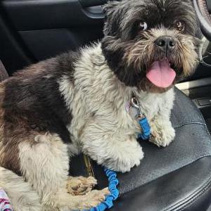 Found Dog Unknown