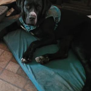 Image of Athena, Lost Dog