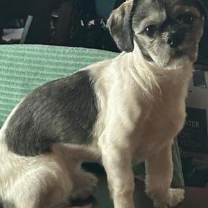 Image of Oreo, Lost Dog