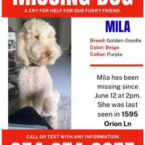 Image of Mila, Lost Dog