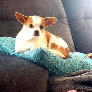Image of Mollie, Lost Dog