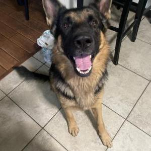 Image of Diesel, Lost Dog