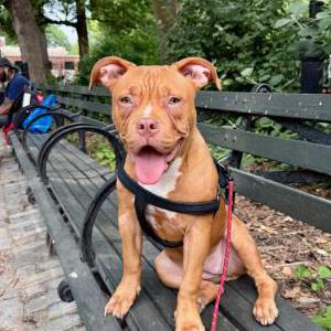 Image of Unknown, Lost Dog