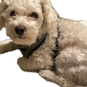 Image of Snoopy, Lost Dog