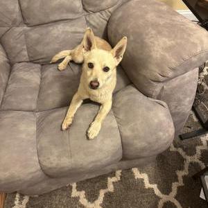 Image of unsure, Found Dog