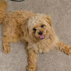 Image of Griffin, Lost Dog