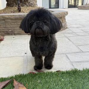 Image of Rambo, Lost Dog