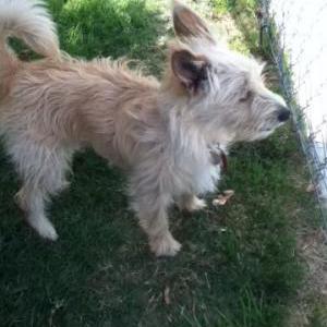 Lost Dog Peanut