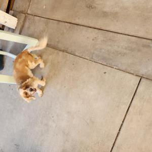 Image of Lilo, Lost Dog