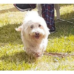 Image of Leonardo, Lost Dog