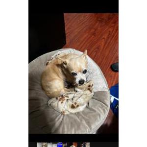 Image of Rocky, Lost Dog
