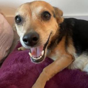 Image of Chloe wheeler, Lost Dog