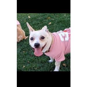 Image of Izzi, Lost Dog