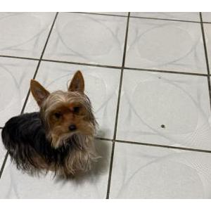 Image of Looney, Lost Dog