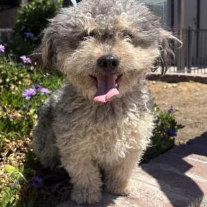 Image of Unknown, Found Dog