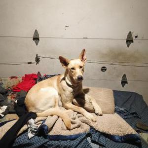 Lost Dog Summer