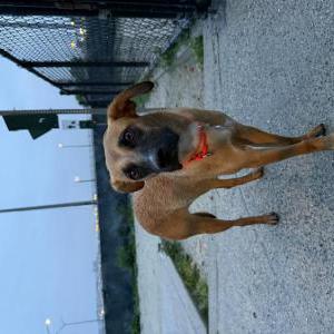 Image of Shoshi, Lost Dog